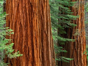 Giant-Sequoia-trees
